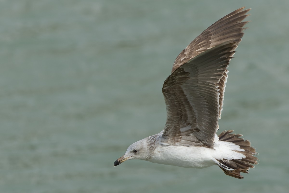 Yellow-footed Gull - ML540375281