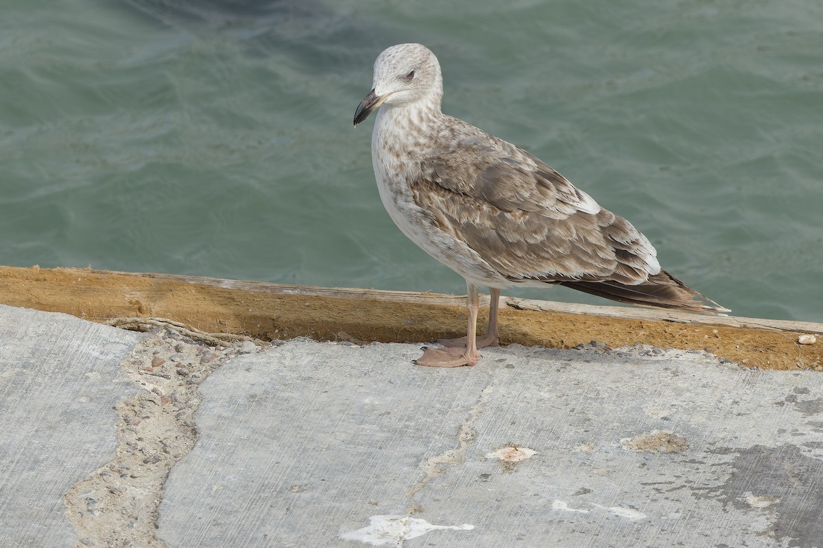 Yellow-footed Gull - ML540375291