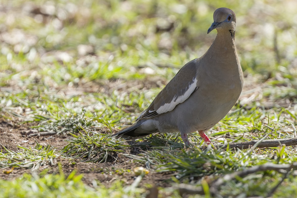 White-winged Dove - ML540380021