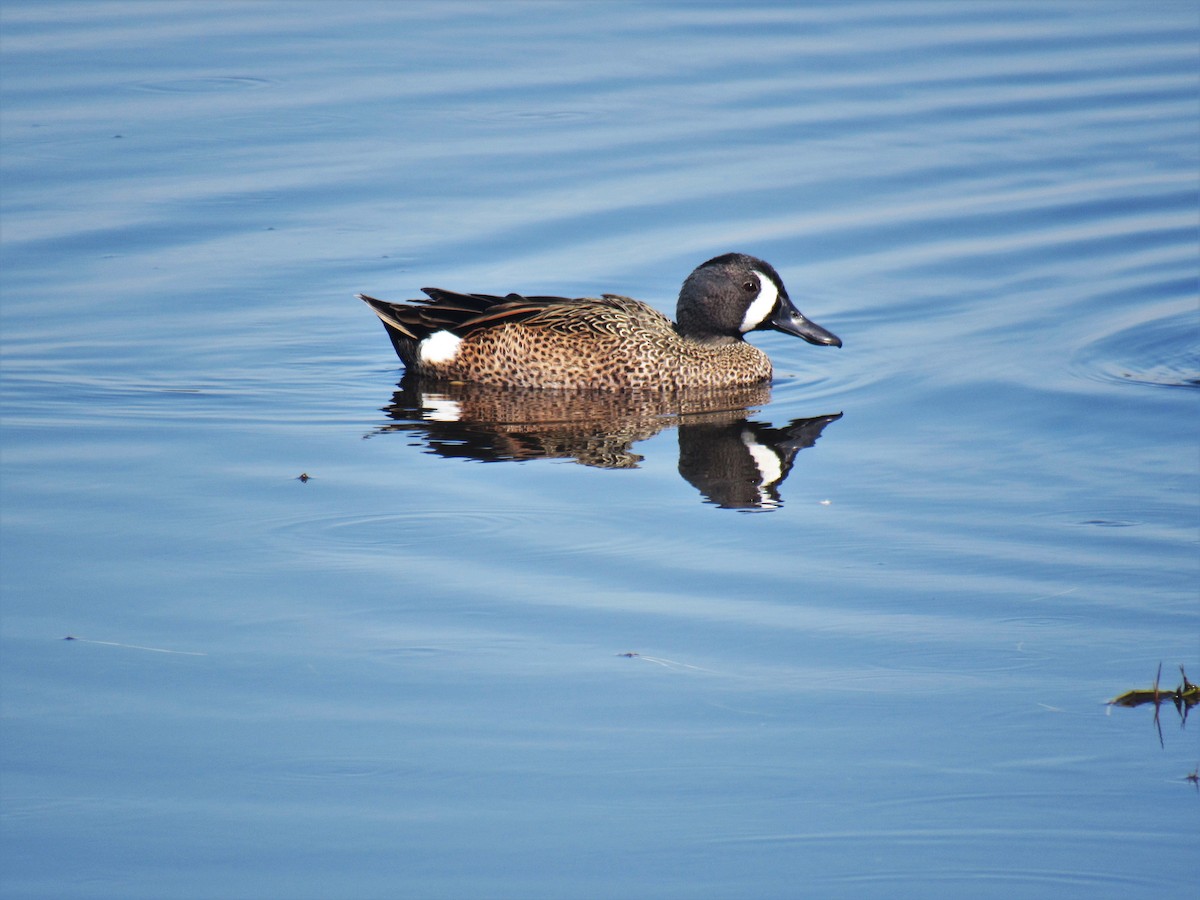 eBird Checklist 24 Feb 2023 Merritt Island NWR (Please consider