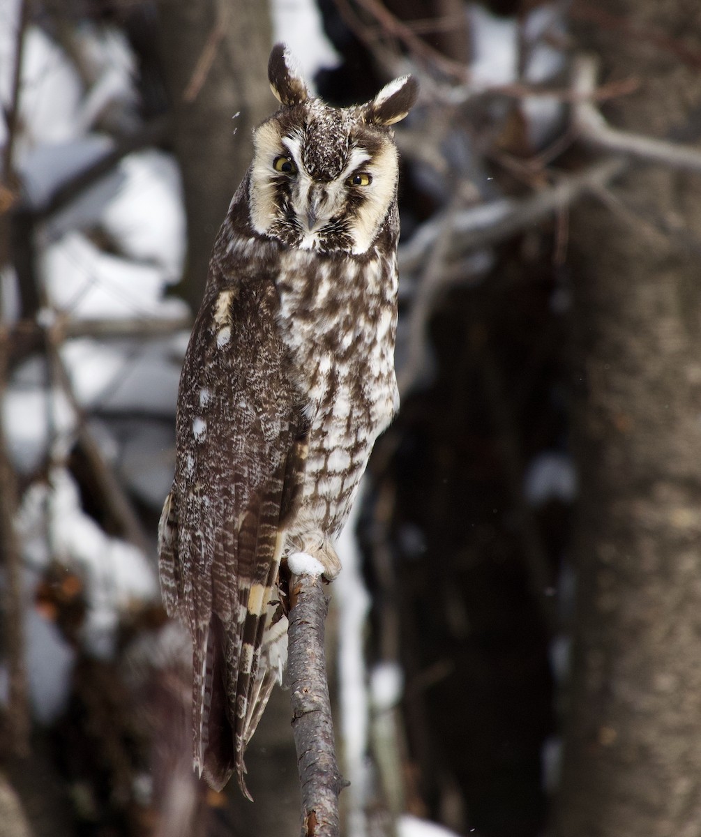 Long-eared Owl - Leslie Harris Jr
