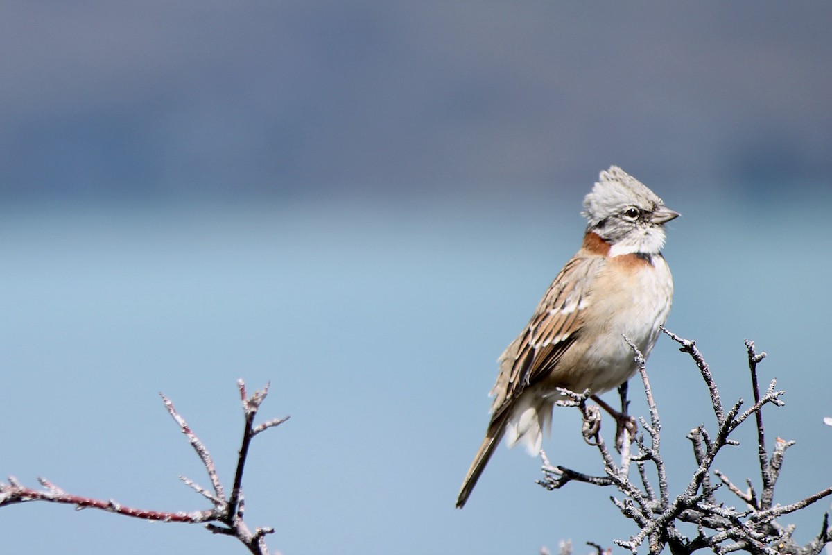 Rufous-collared Sparrow - ML540382451