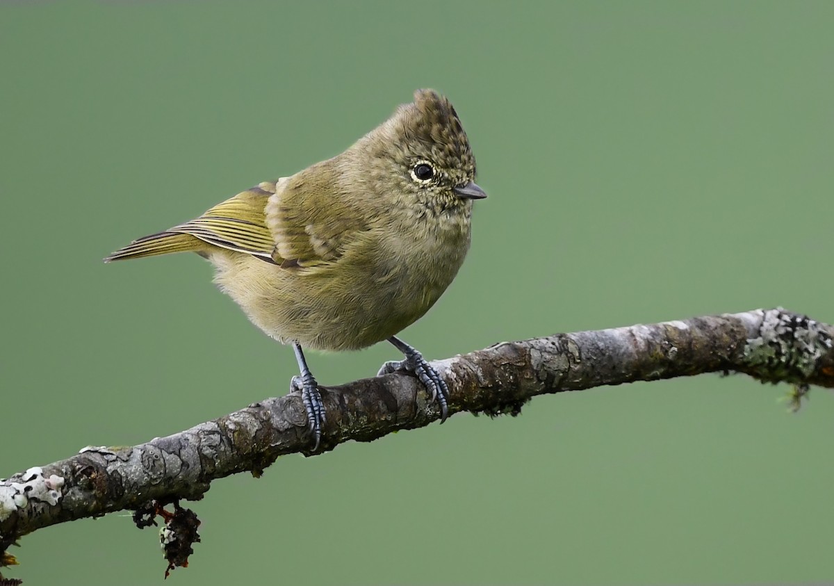 Yellow-browed Tit - ML540382631