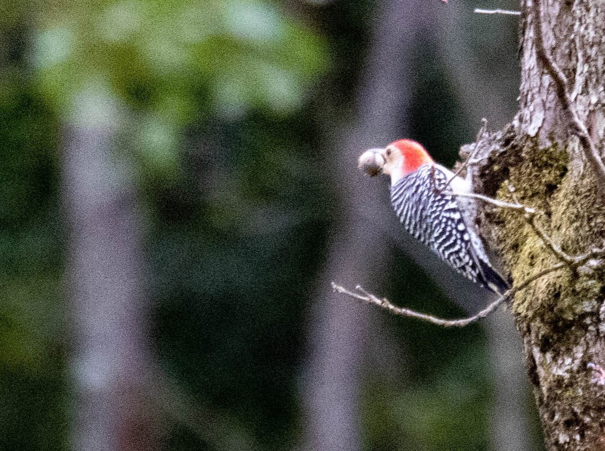 Red-bellied Woodpecker - ML540390271
