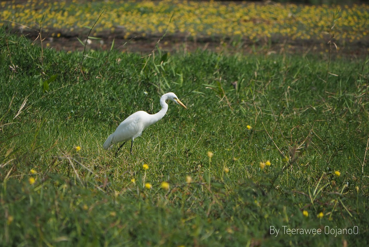 Great Egret - Teerawee khambunkerd