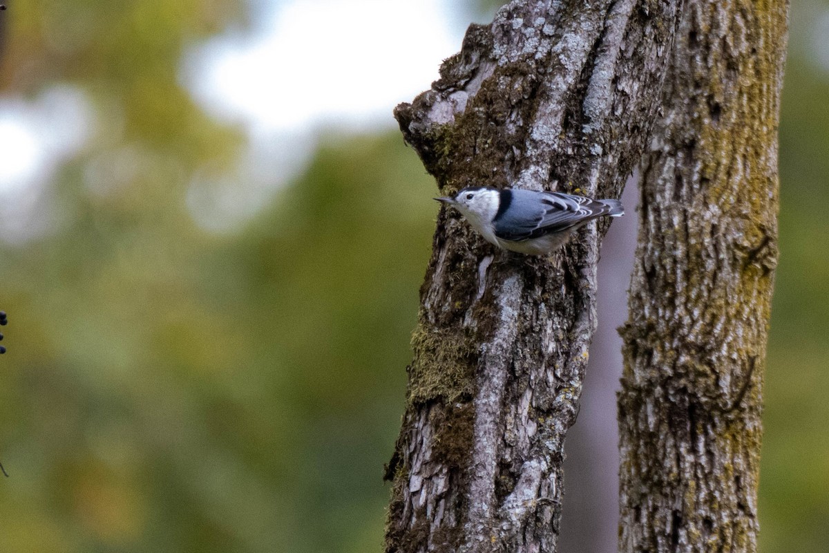 White-breasted Nuthatch - ML540390451