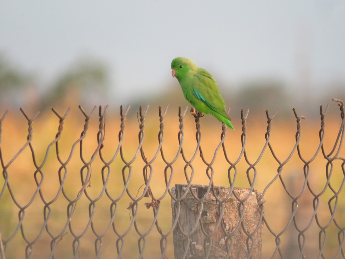 Yeşil Sokumlu Serçe Papağanı - ML540394011