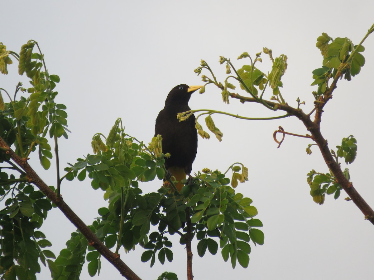Yellow-rumped Cacique - ML540394061