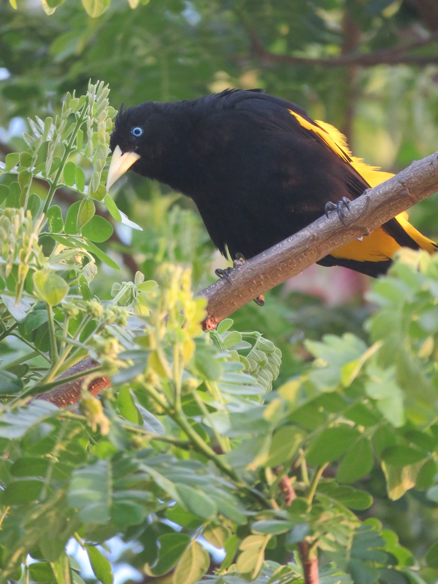 Yellow-rumped Cacique - ML540394081