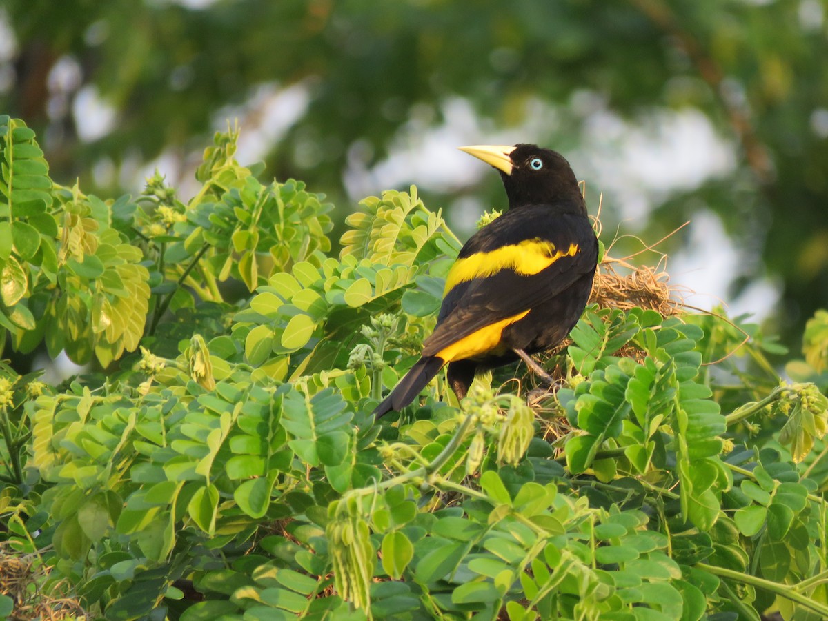 Yellow-rumped Cacique - ML540394121