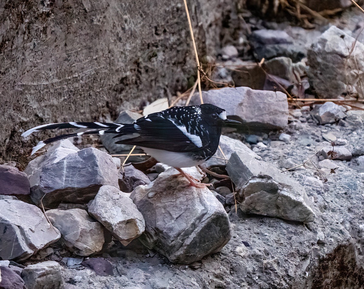 Spotted Forktail - Bindhu Mohan