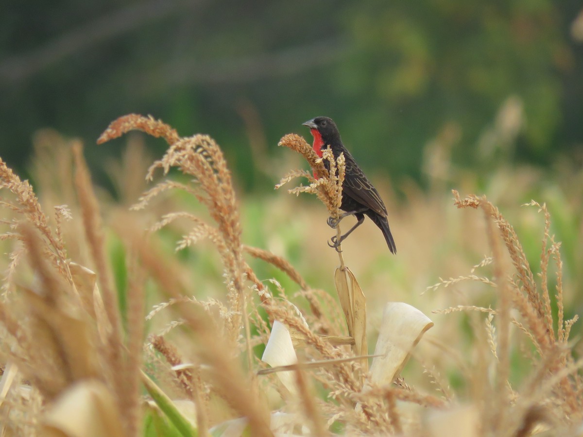 Red-breasted Meadowlark - Julián Rodríguez