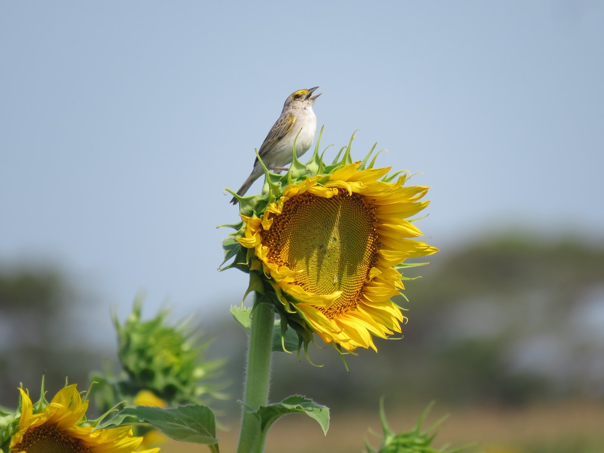 Yellow-browed Sparrow - Julián Rodríguez