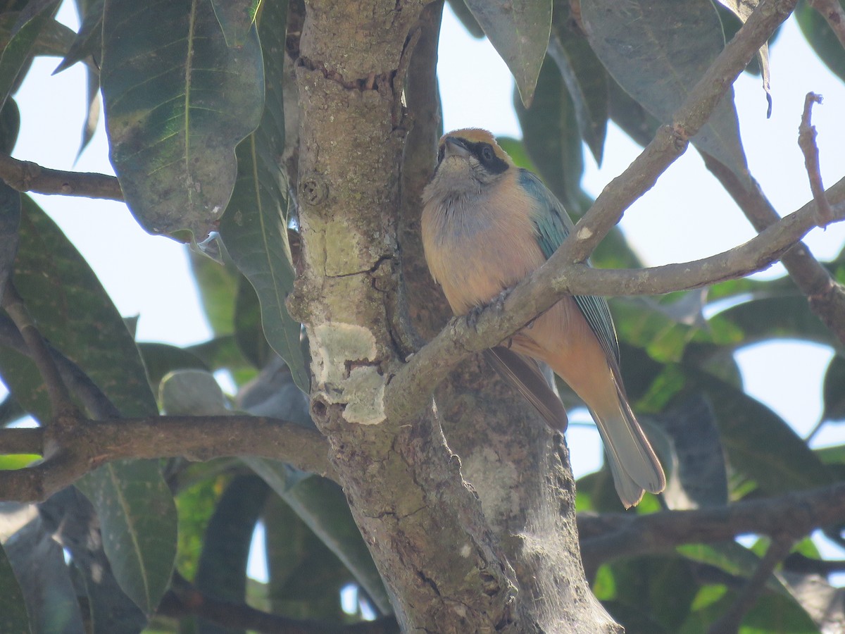 Burnished-buff Tanager - ML540398191