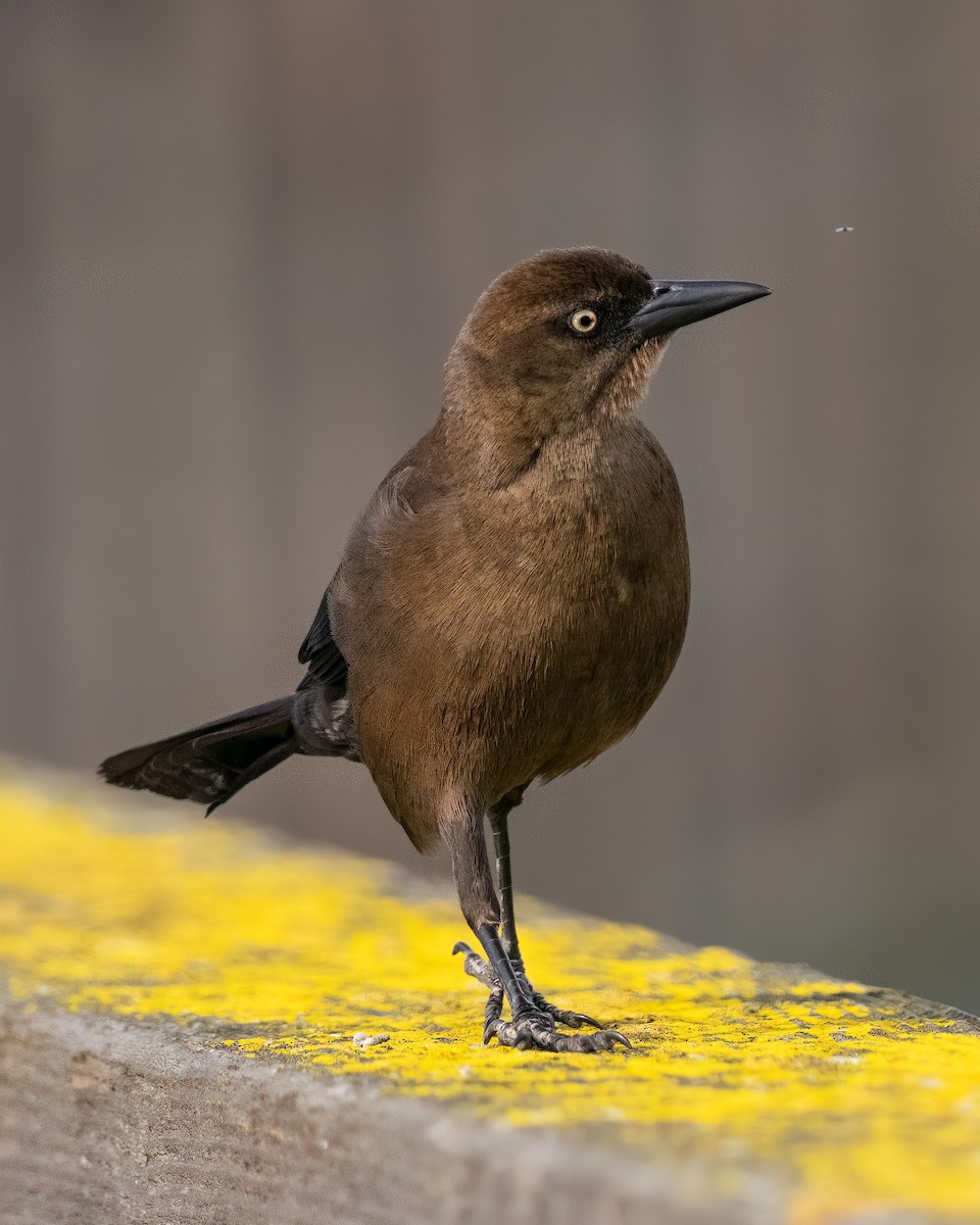 Great-tailed Grackle - ML540398791