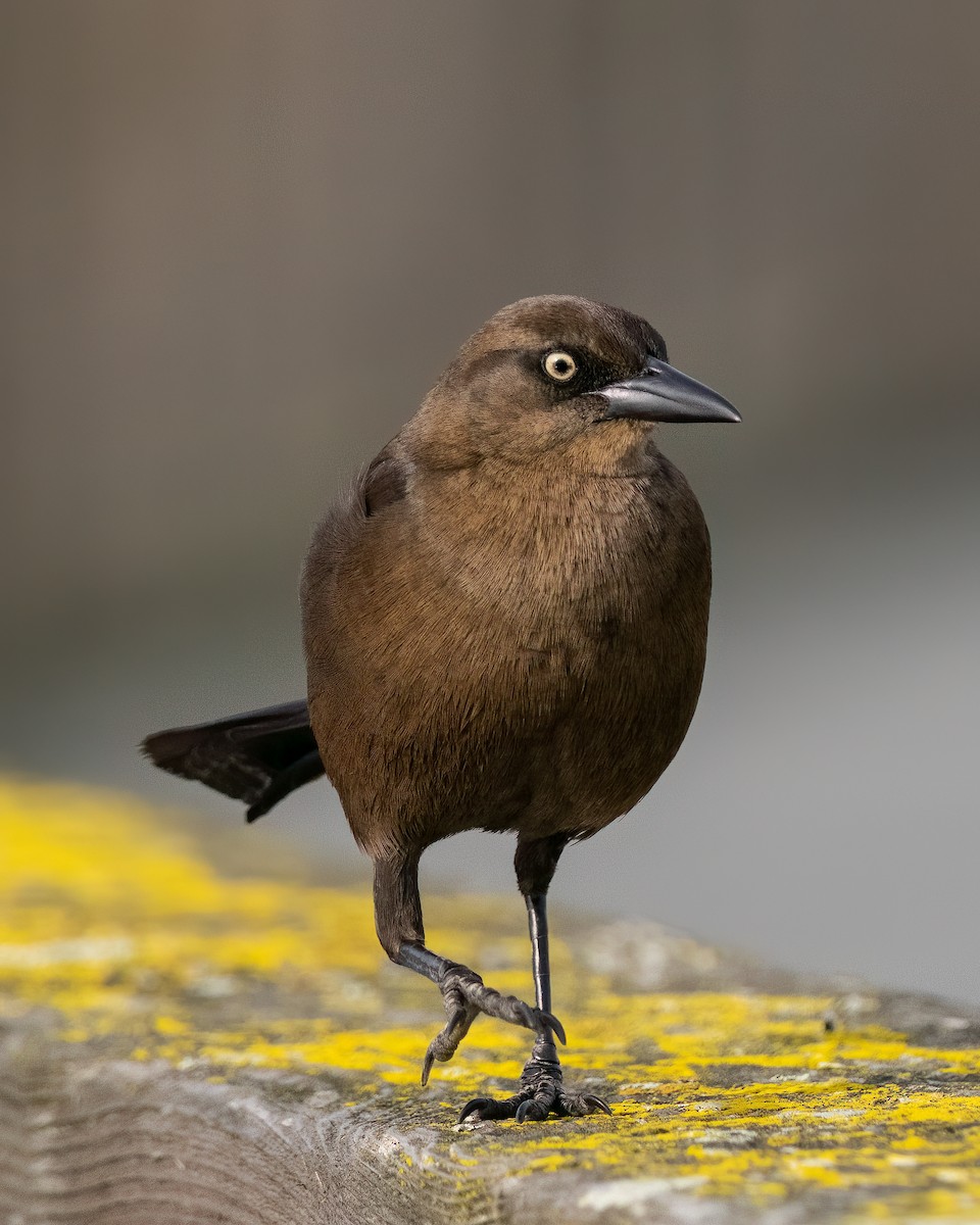 Great-tailed Grackle - ML540398831