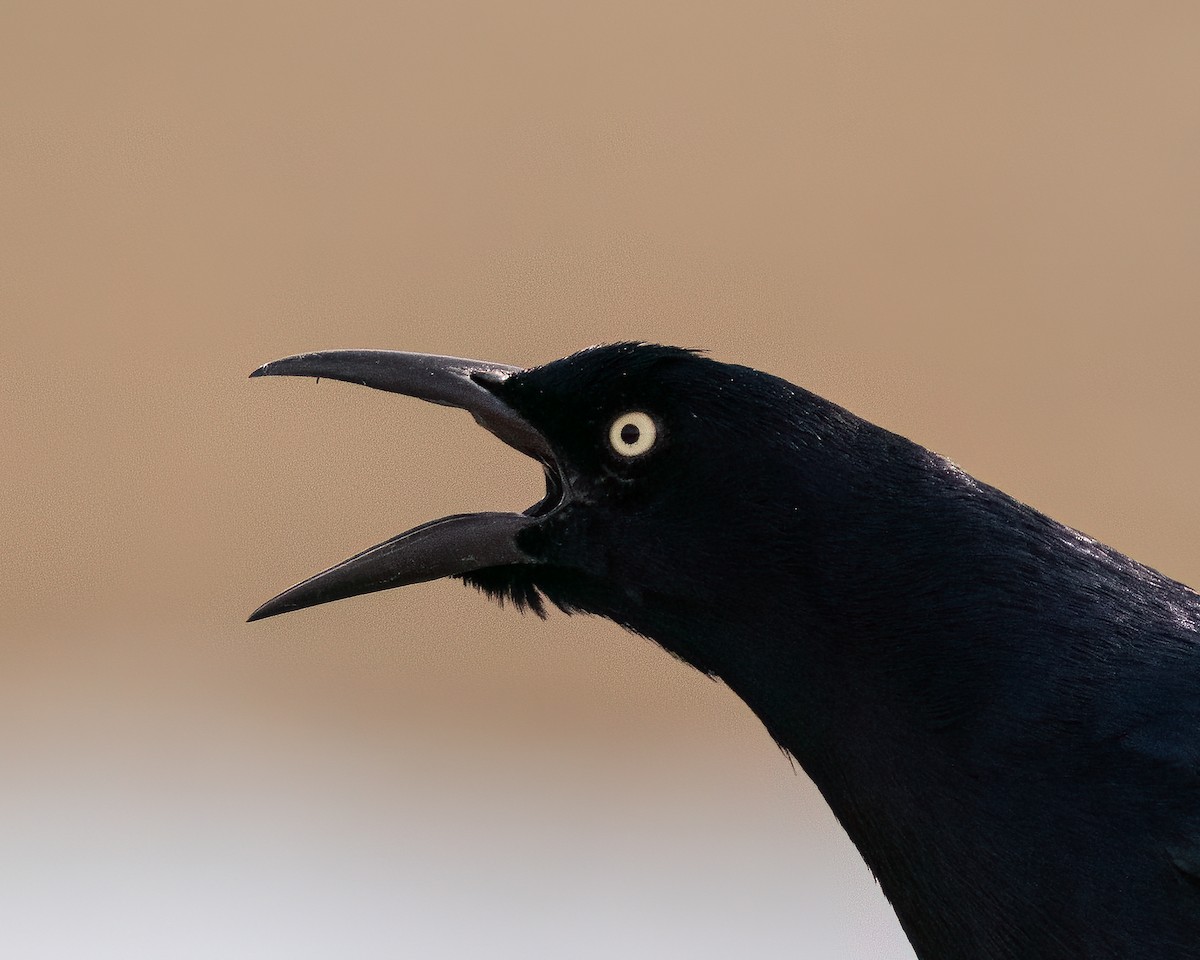 Great-tailed Grackle - ML540398861