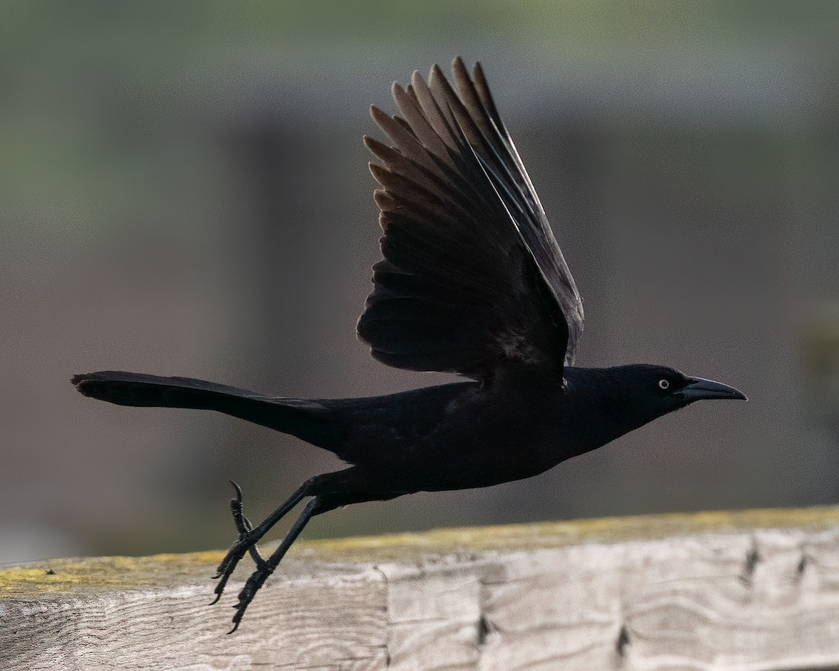 Great-tailed Grackle - ML540398961