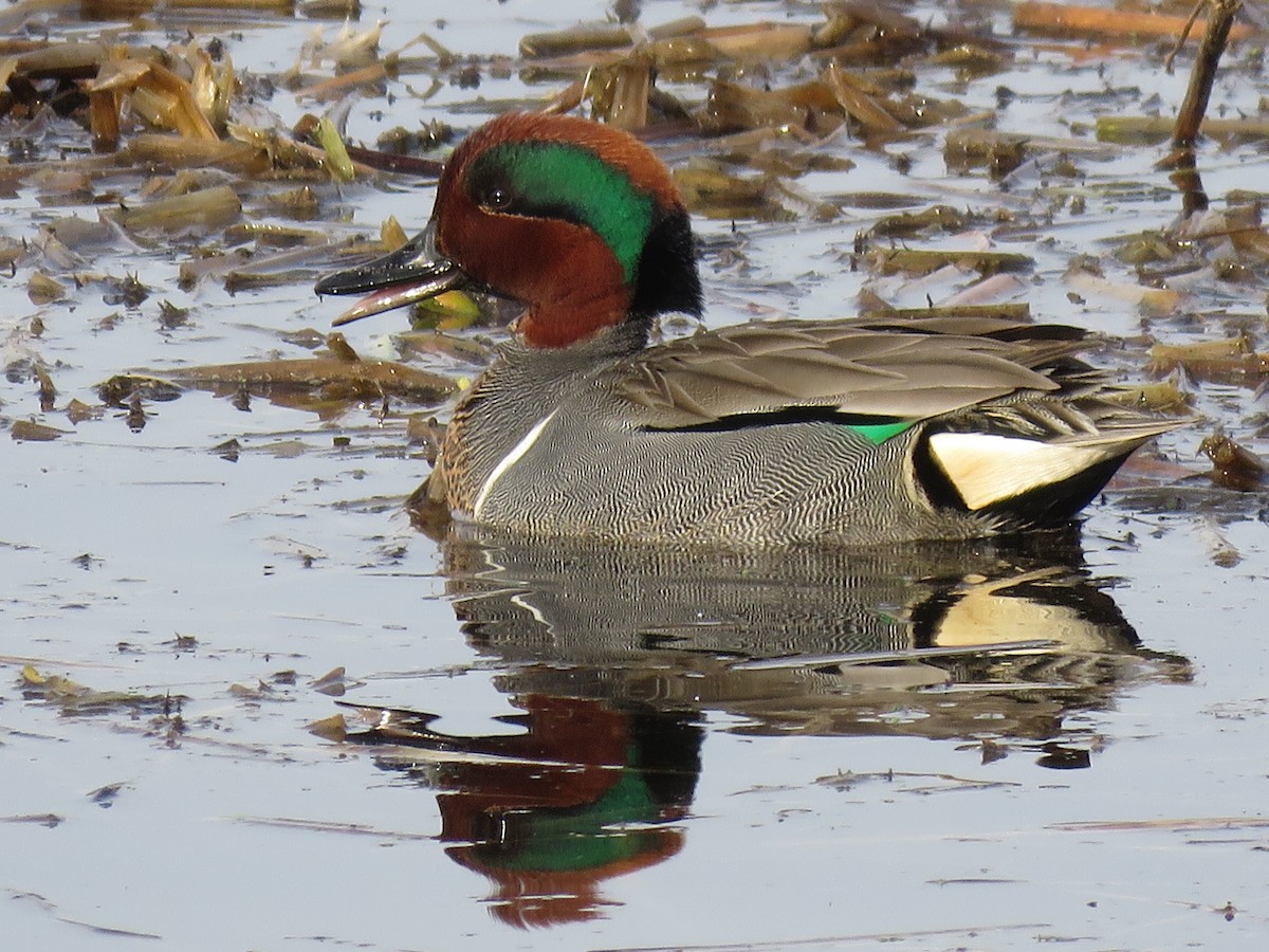 Green-winged Teal - ML54040271