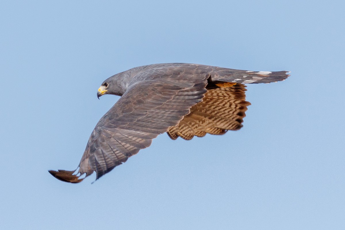 Zone-tailed Hawk - ML540404041