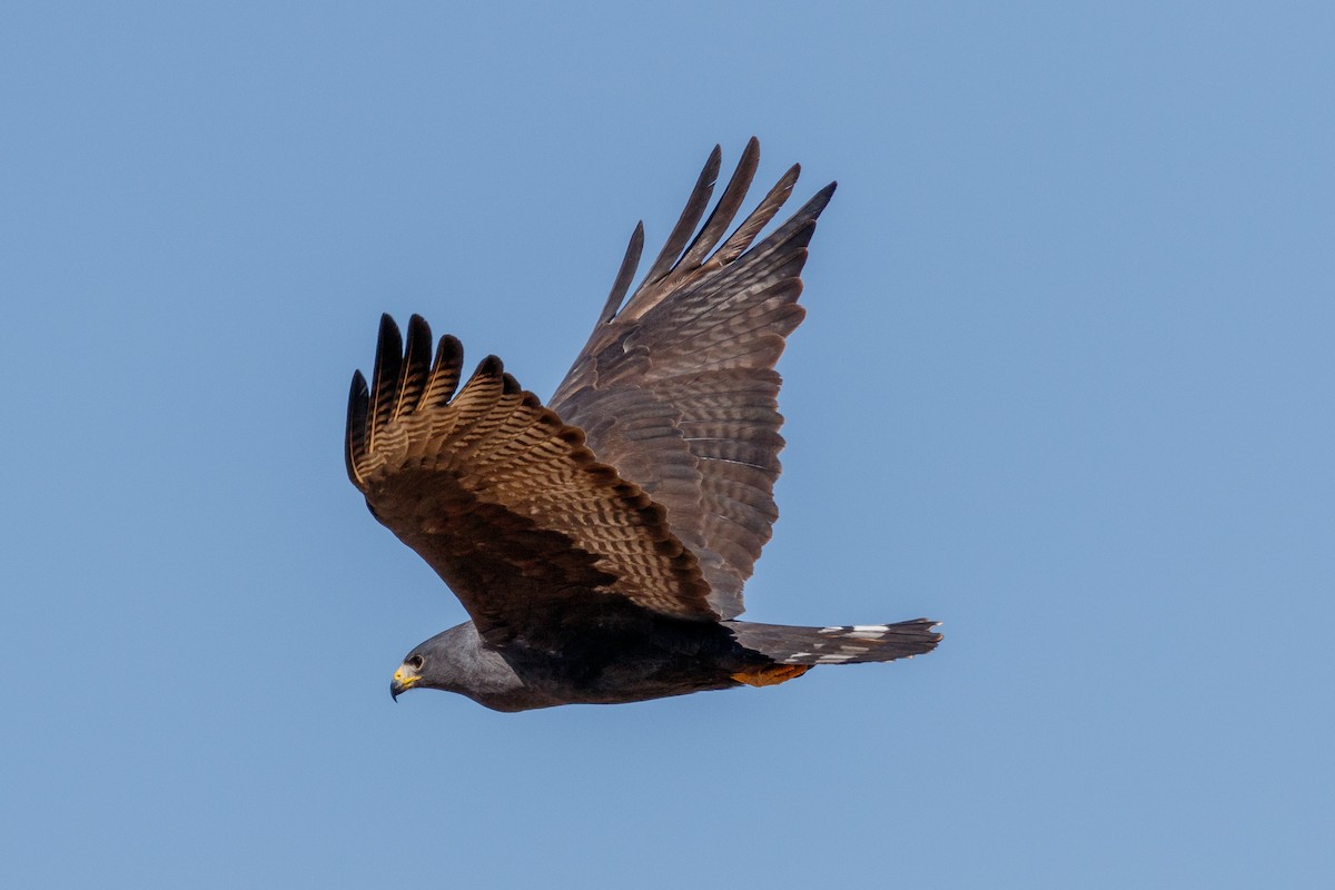 Zone-tailed Hawk - ML540404081