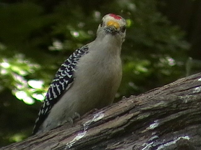 Golden-fronted Woodpecker - ML540407191