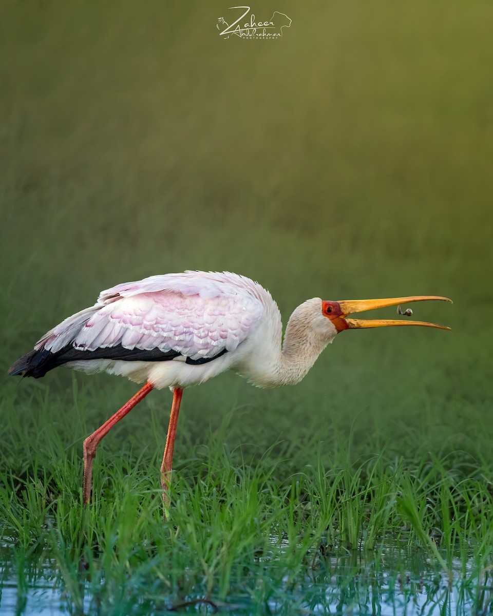 Yellow-billed Stork - ML540409941