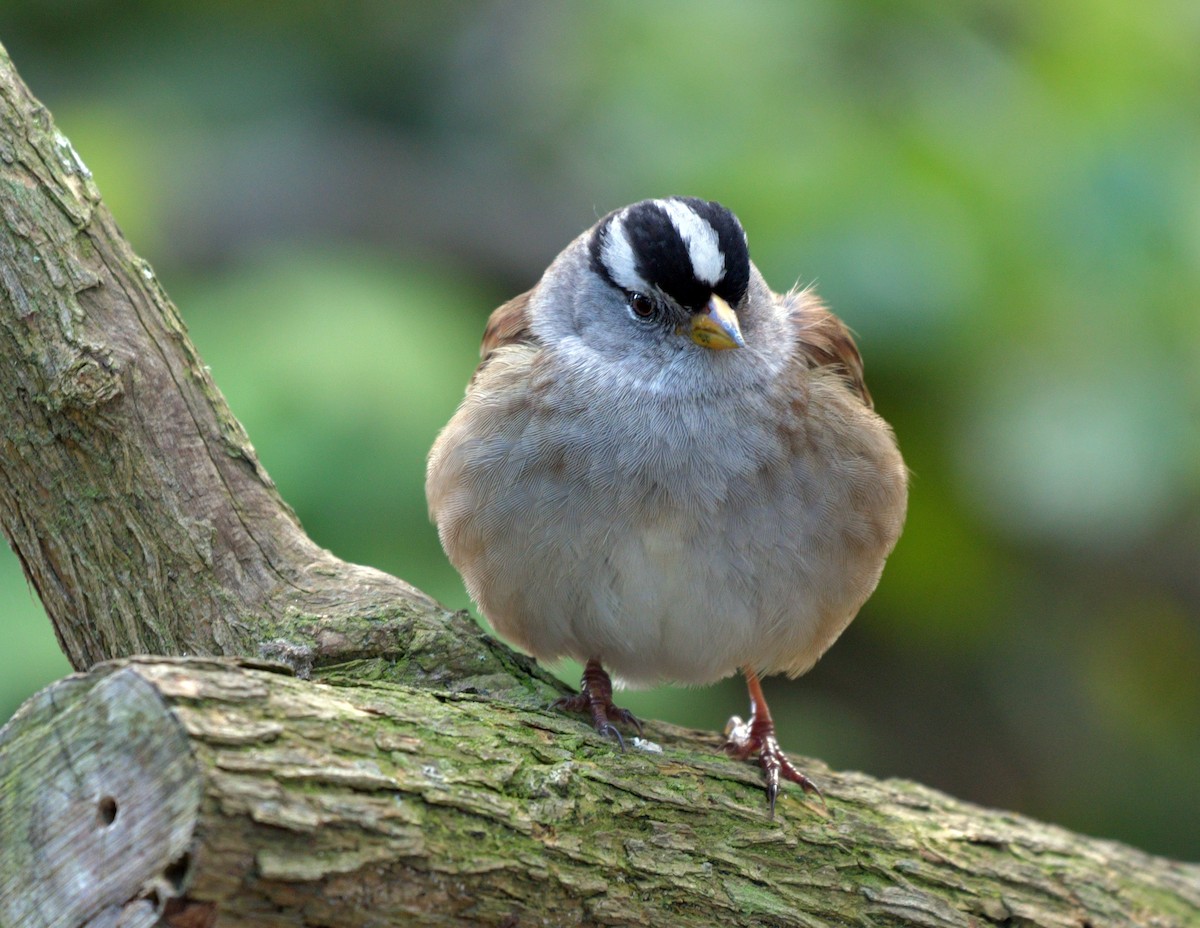 White-crowned Sparrow - ML540411741
