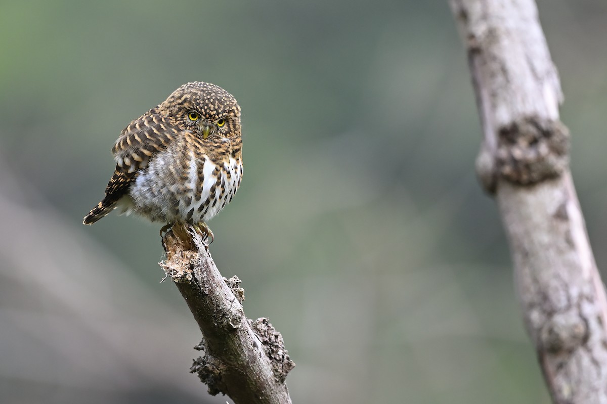 Collared Owlet - ML540414451