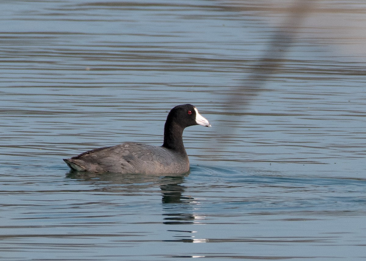 American Coot - Sheila and Ed Bremer