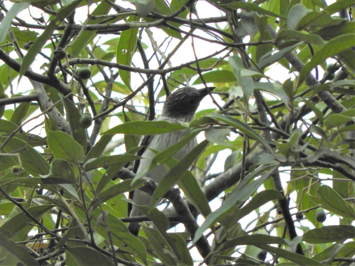 Black-tailed Tityra - ML540418911