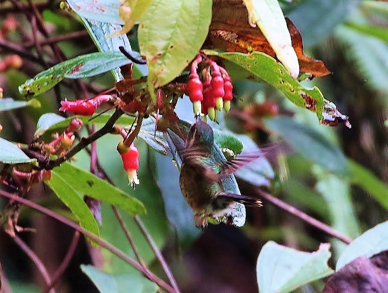 Speckled Hummingbird - Margareta Wieser