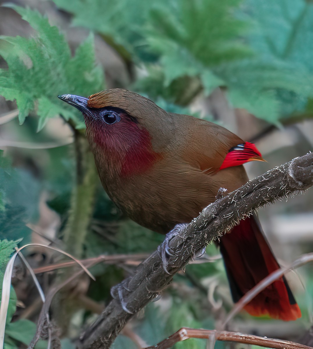 Red-faced Liocichla - Kunal Bamby