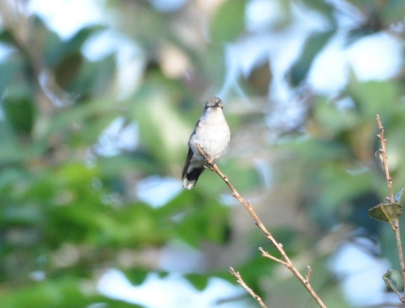 Ruby-throated Hummingbird - Ragupathy Kannan