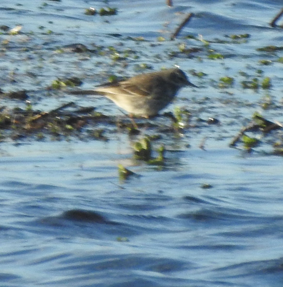 Water Pipit (Western) - ML540430011