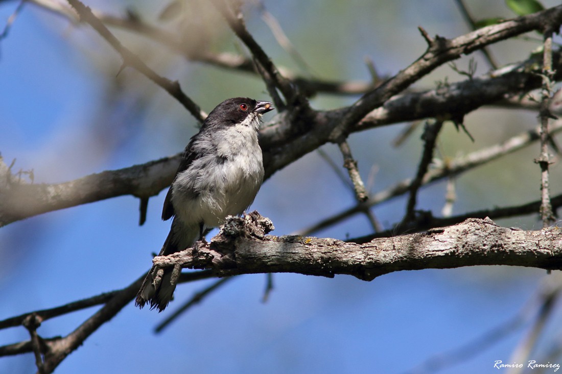 Black-capped Warbling Finch - ML540430801