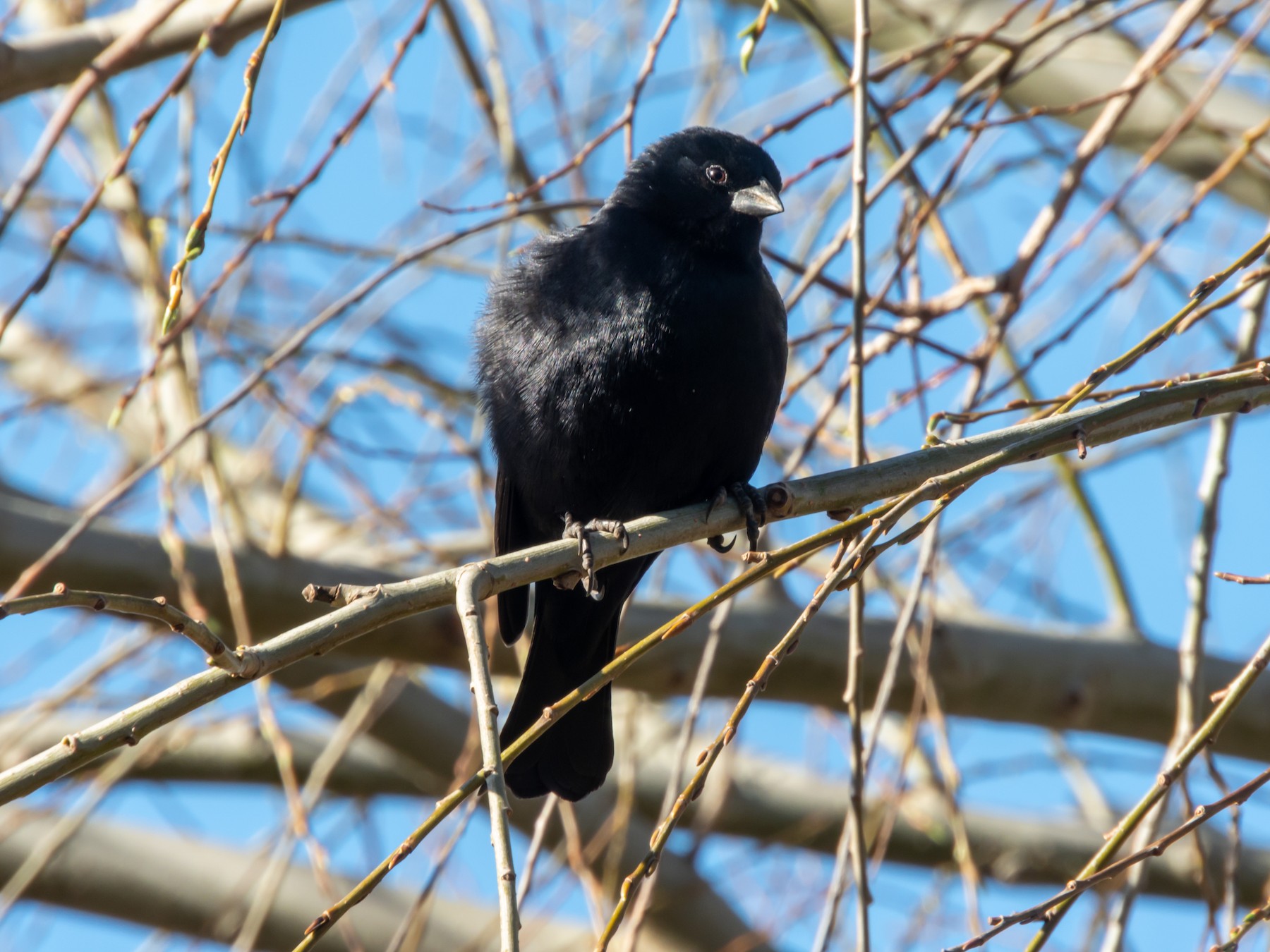 Screaming/Shiny Cowbird - eBird