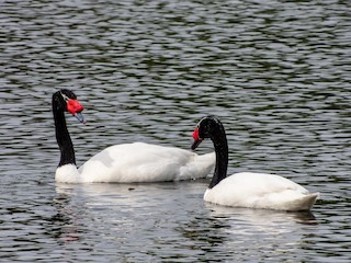Black-necked Swan, ML540442241