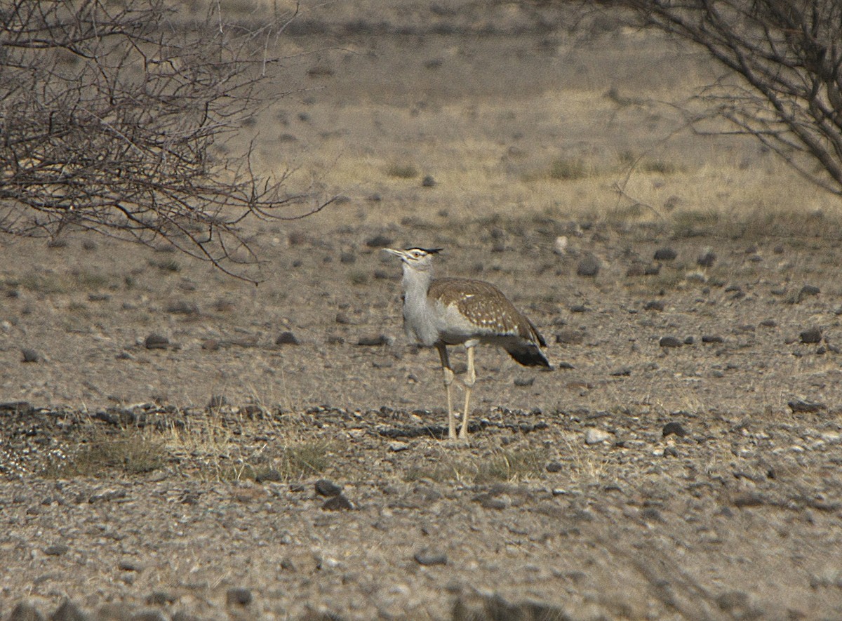 Arabian Bustard - ML540442581