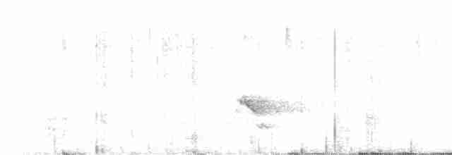 Tororoí sp.(Grallaria sp.) - ML540443961