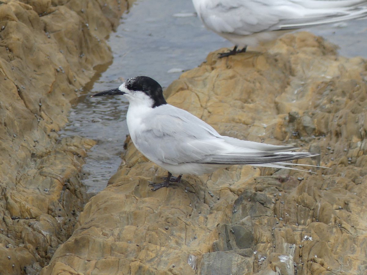 White-fronted Tern - ML540448841