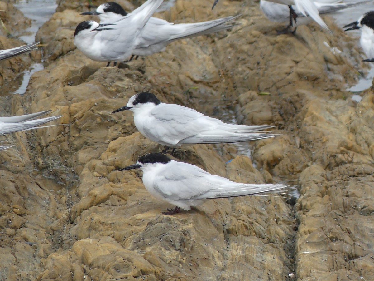 White-fronted Tern - ML540448851