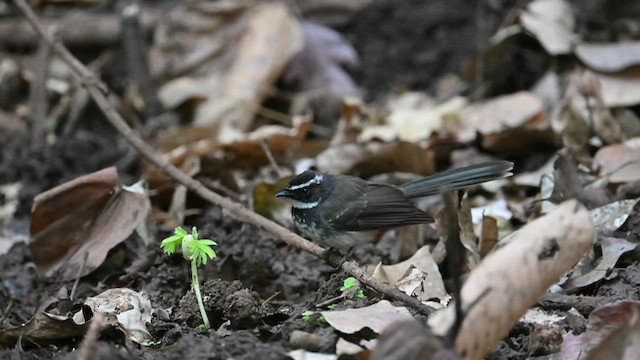 Spot-breasted Fantail - ML540449111