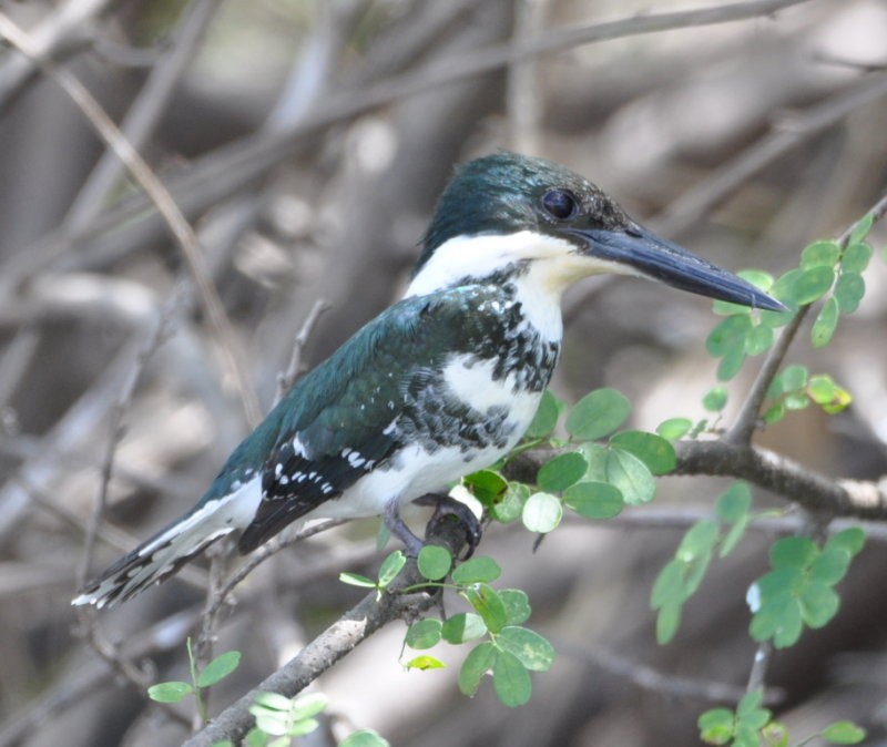 Green Kingfisher - Ragupathy Kannan