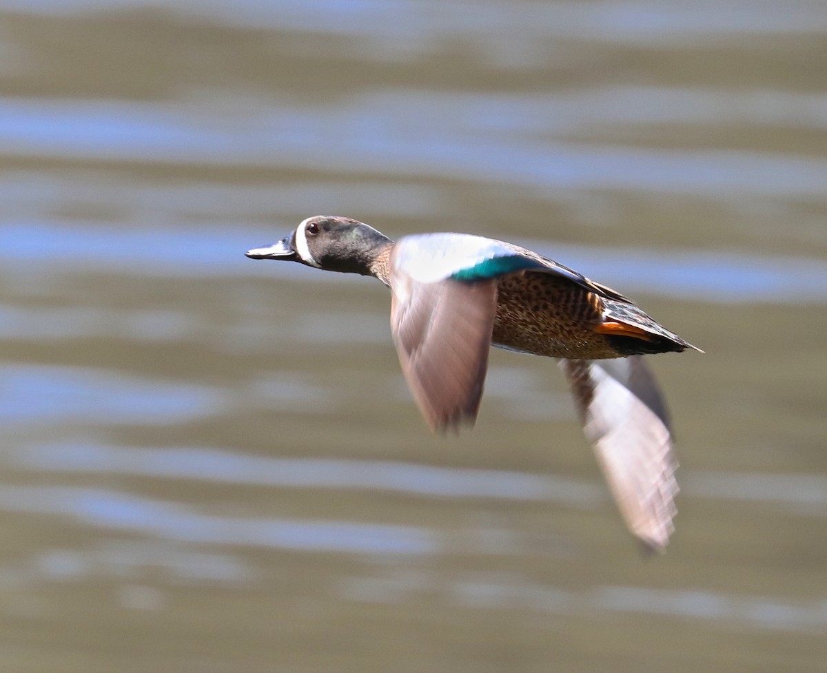 Blue-winged Teal - Dave Czaplak