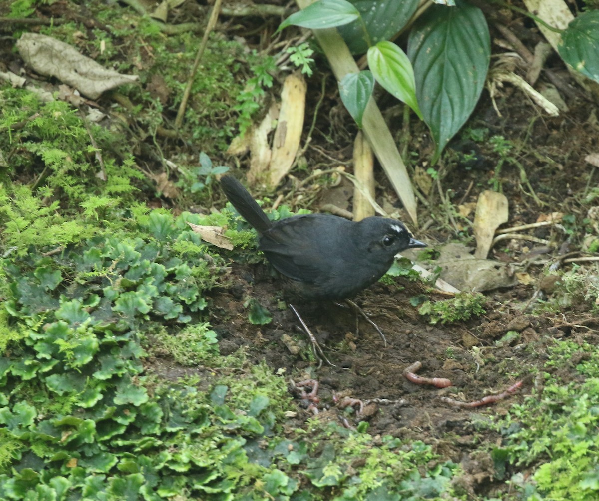 White-crowned Tapaculo - Andrew Vallely