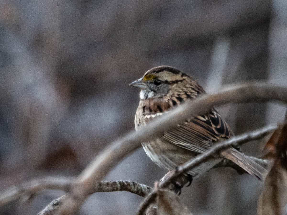 White-throated Sparrow - Jim Dehnert