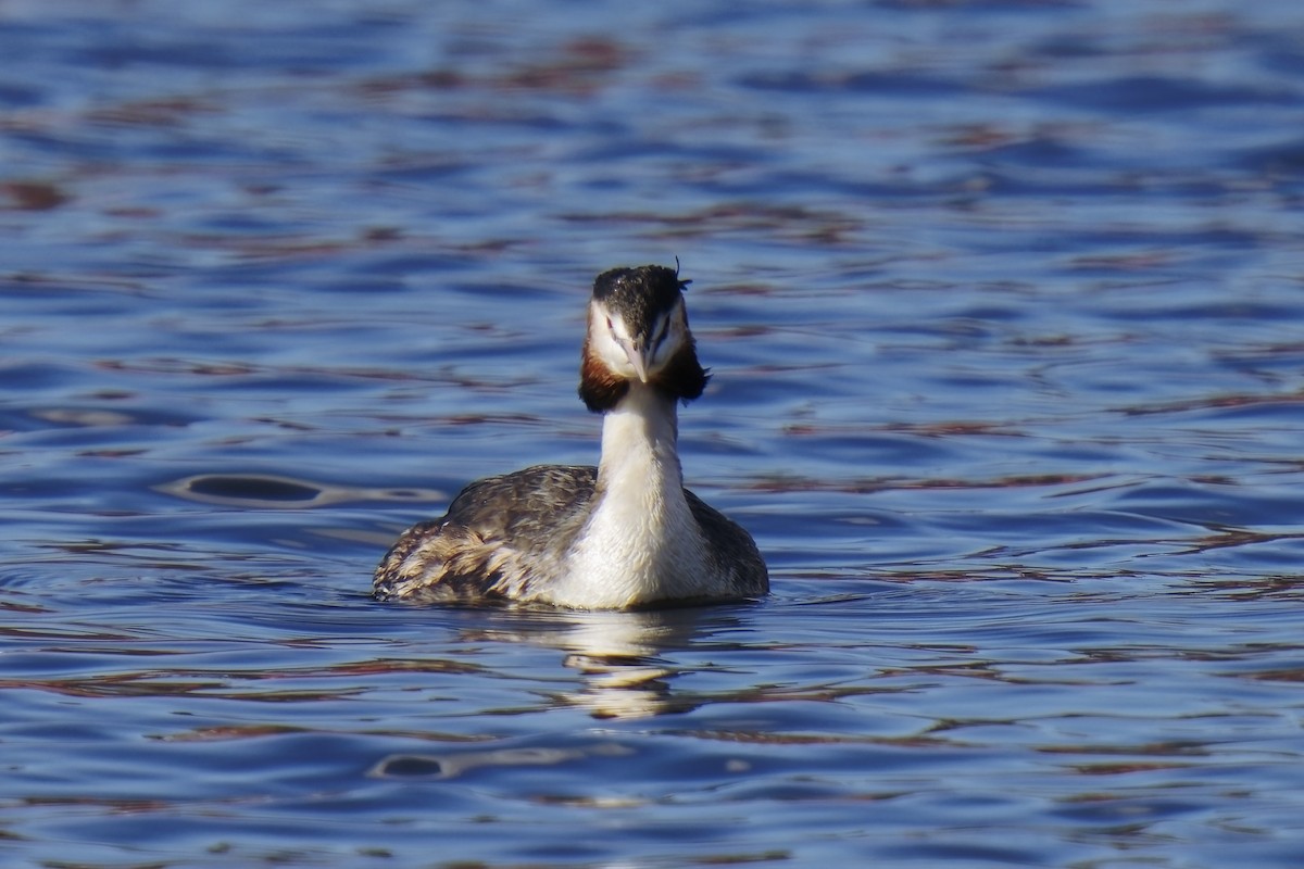 Great Crested Grebe - ML540461621