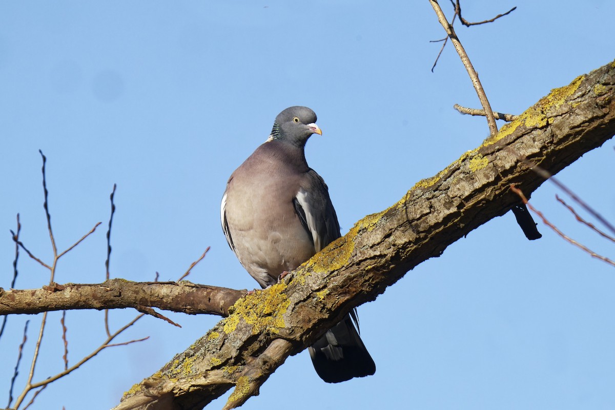 Common Wood-Pigeon - ML540462041