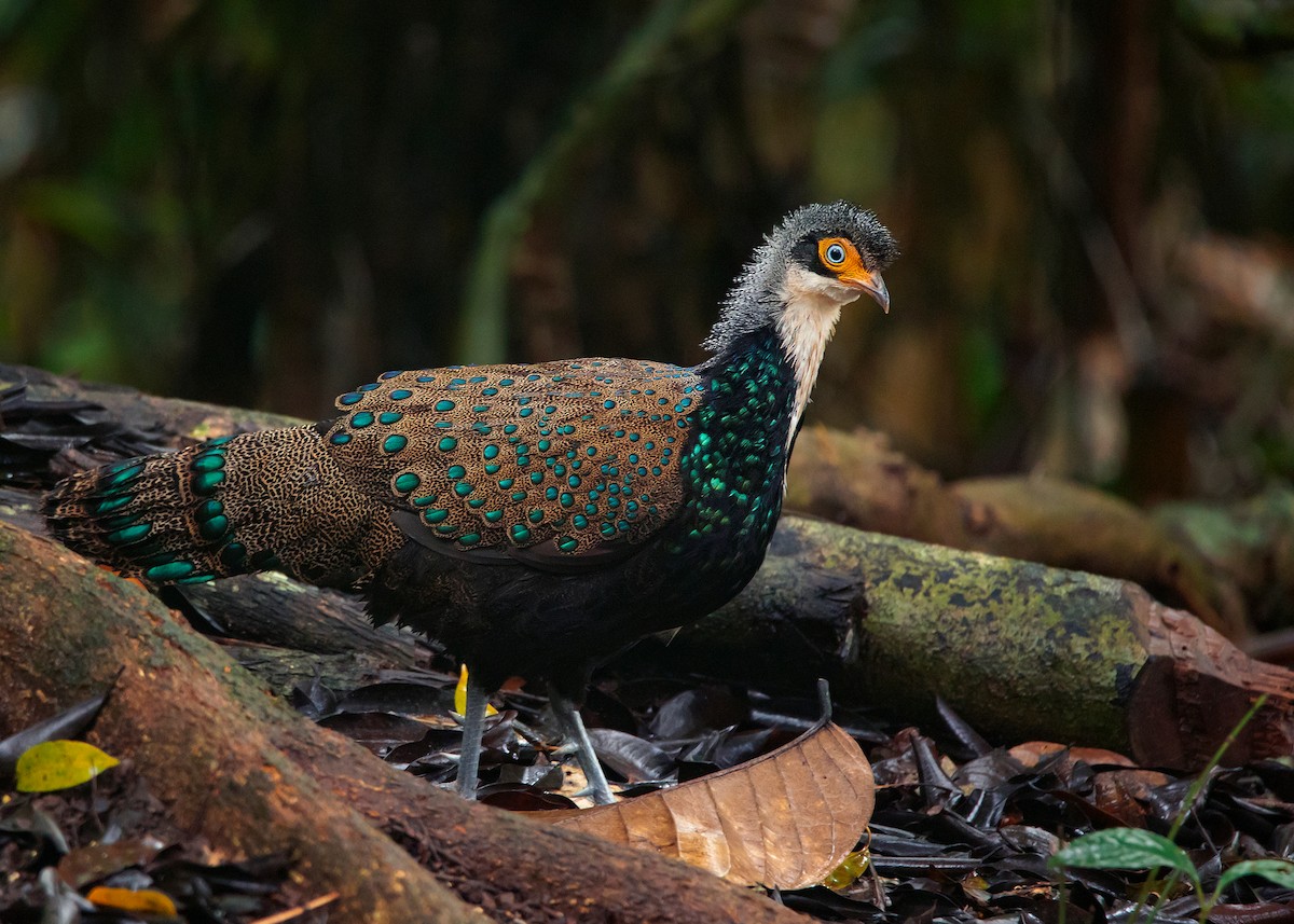 Bornean Peacock-Pheasant - ML540464071